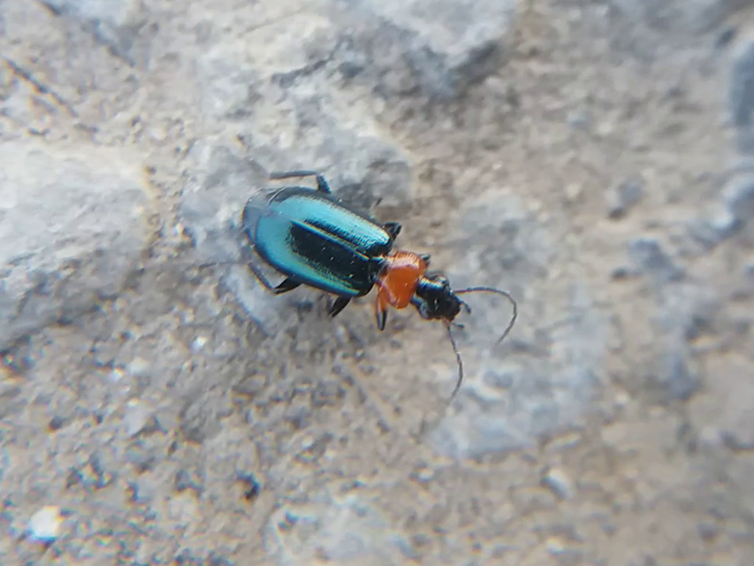 Lebia cyanocephala - pompás cserjefutó