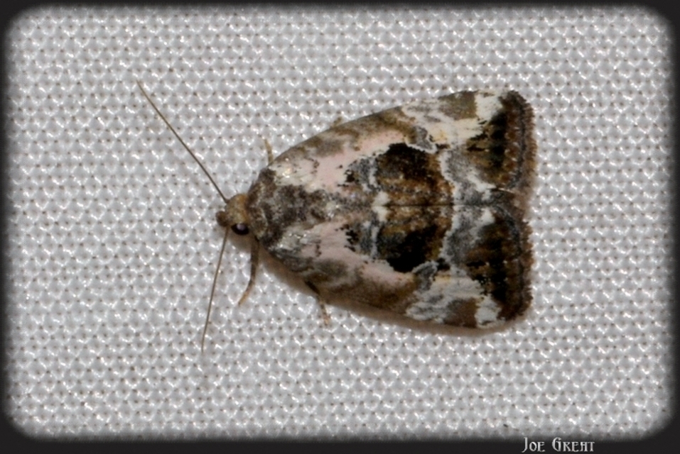 Hapalotis venustula - rózsaszínű mázasbagoly