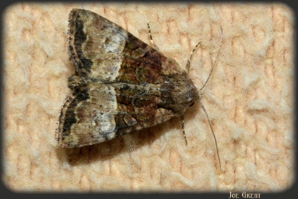 Mesoligia furuncula - kétszínű dudvabagoly