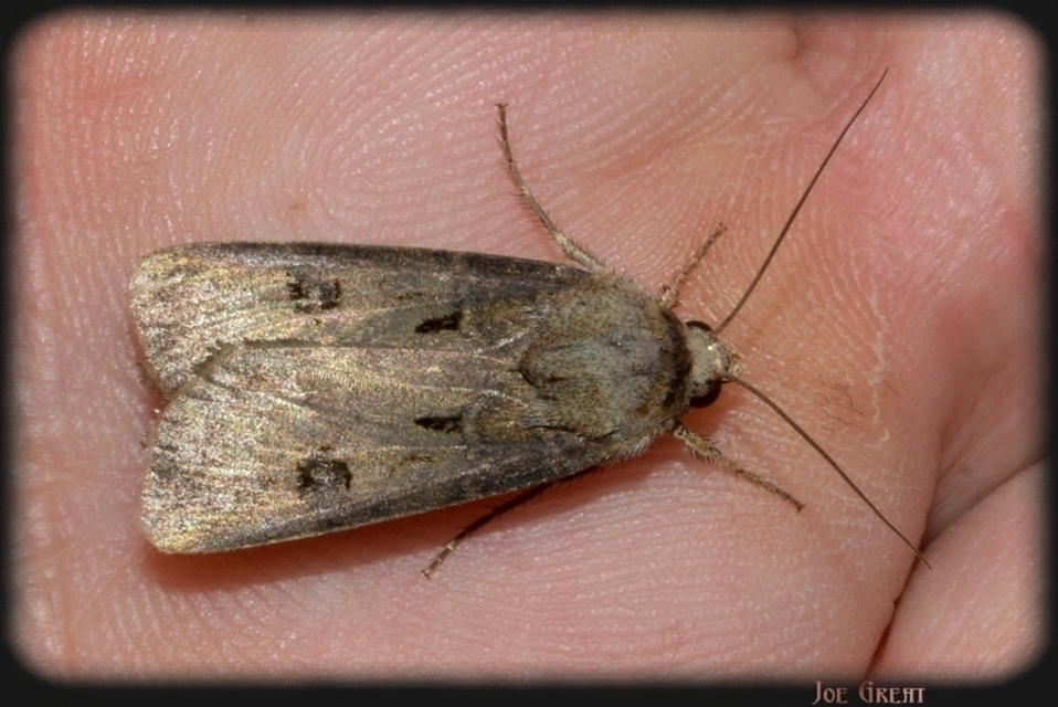 Agrotis exclamationis - felkiáltójeles földibagoly