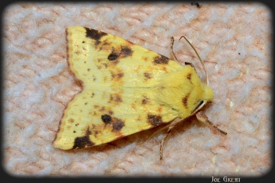 Cirrhia icteritia - nyárfa-sárgabagoly