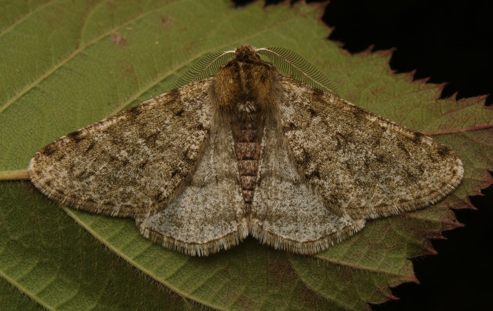 Apocheima pilosaria - zöldes tavasziaraszoló