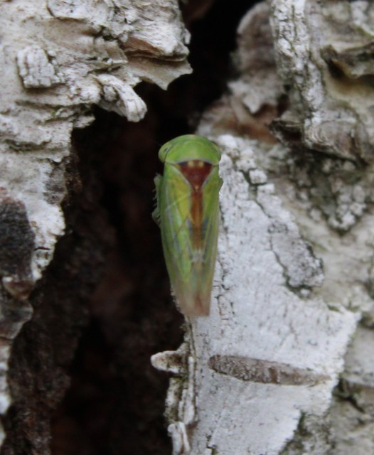 Viridicerus ustulatus