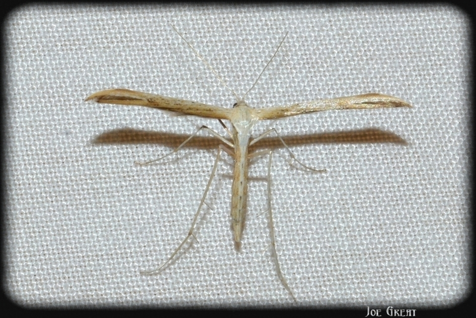 Pterophoridae - tollasmolyfélék