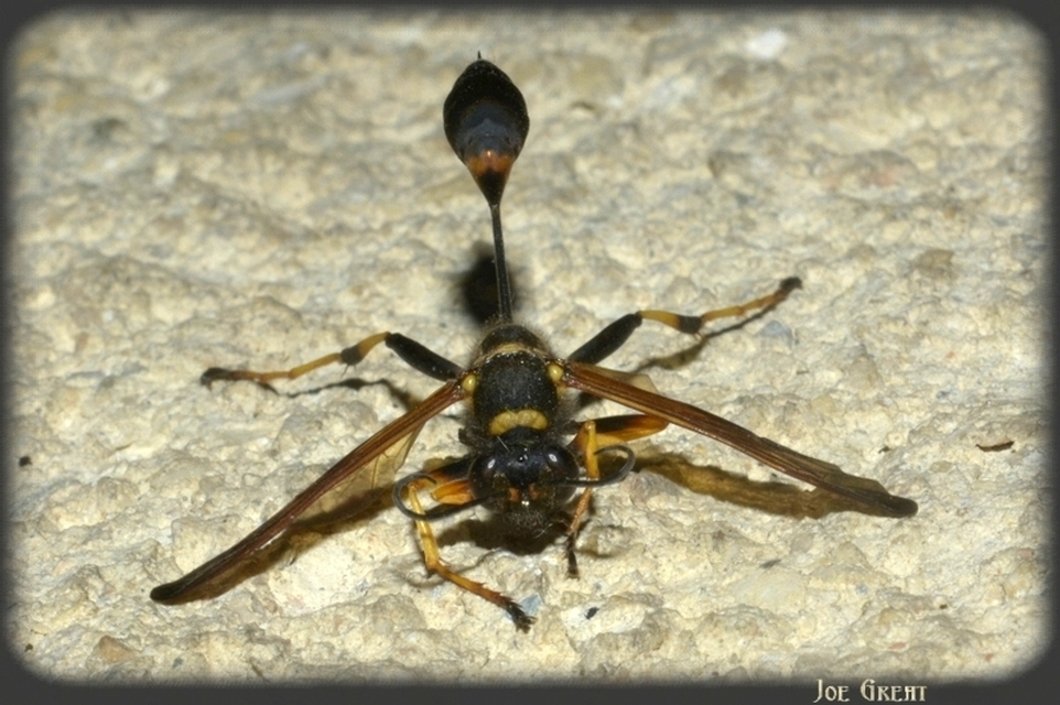 Sceliphron caementarium - feketenyelű lopódarázs