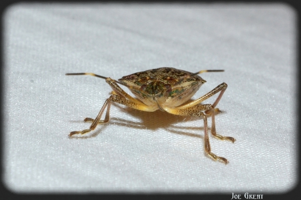 Halyomorpha halys - ázsiai márványospoloska