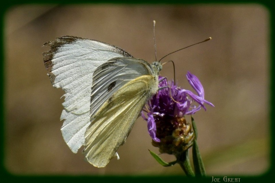 Pieris brassicae - káposztalepke