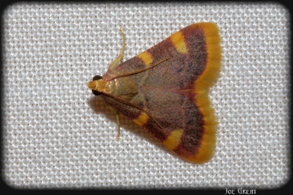 Hypsopygia costalis - szénailonca