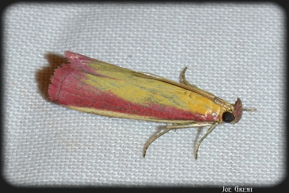 Oncocera semirubella - lucernamoly