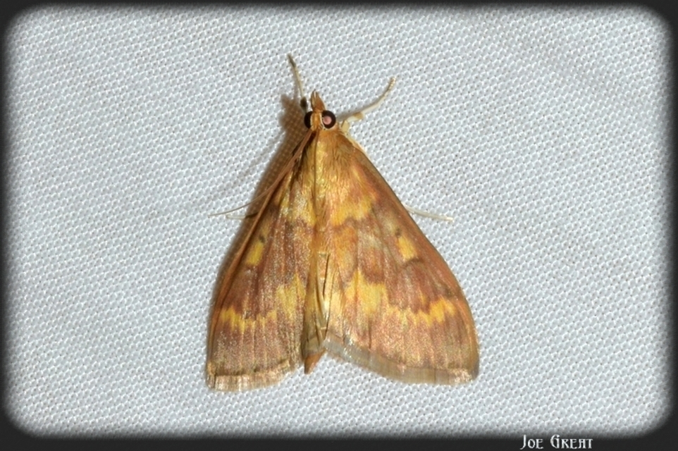 Ostrinia nubilalis - kukoricamoly