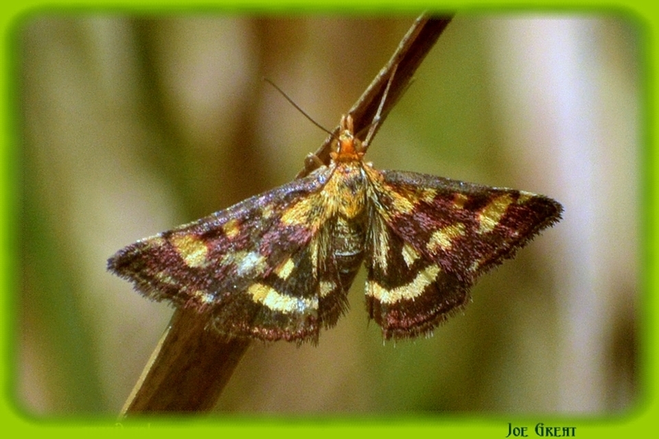 Pyrausta purpuralis - közönséges bíbormoly