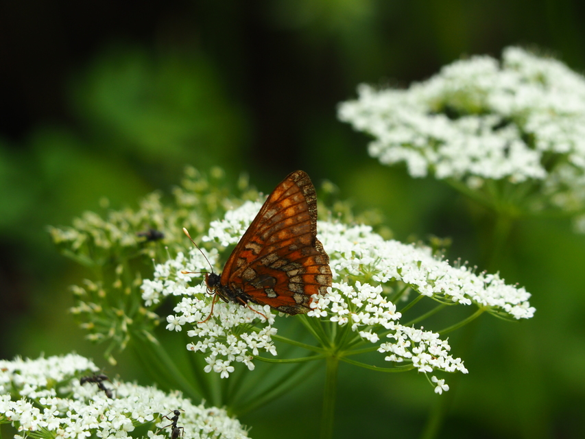 Euphydryas maturna - díszes tarkalepke