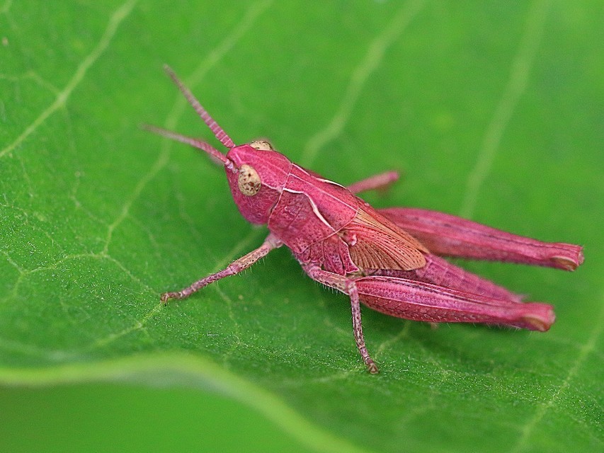 Chorthippus (Glyptobothrus) (subgenus)