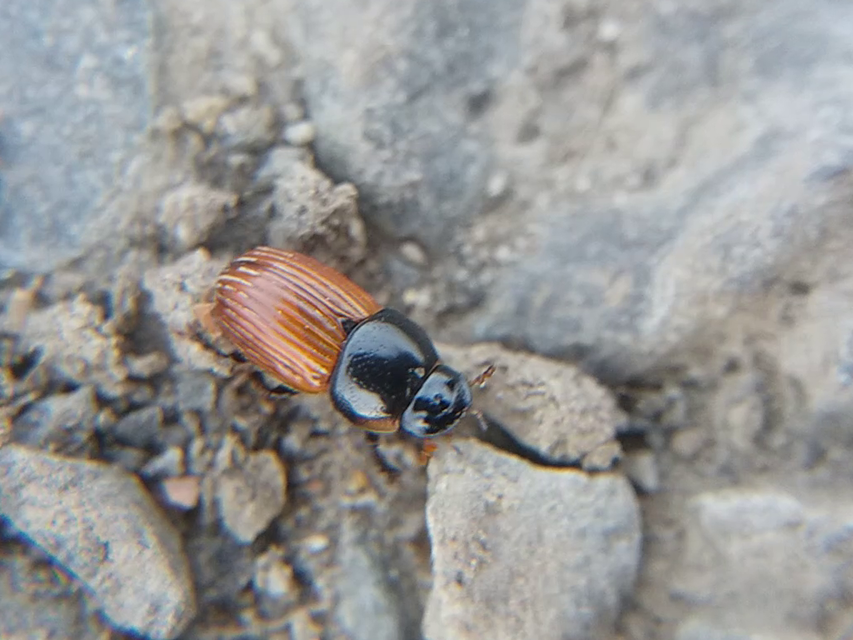 Aphodius fimetarius - feketehasú trágyabogár