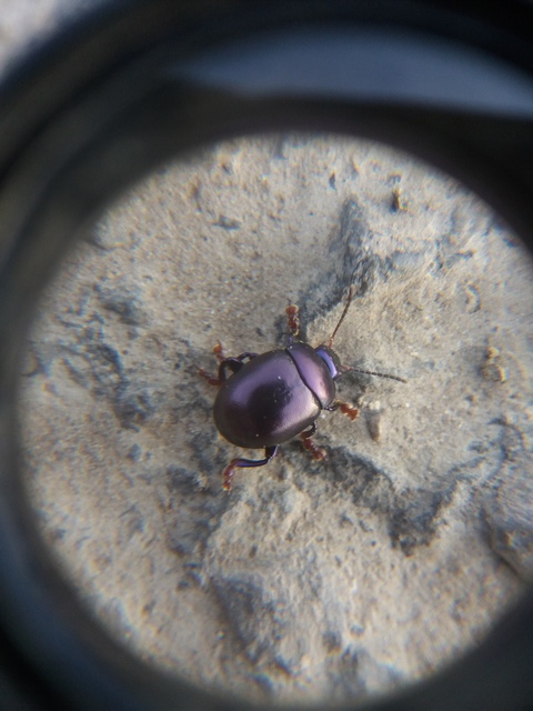 Chrysolina sturmi - vöröslábú levelész