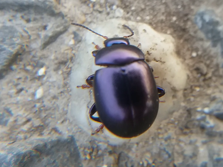 Chrysolina sturmi - vöröslábú levelész