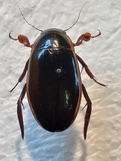 Dytiscus dimidiatus - tompacsípős csíkbogár