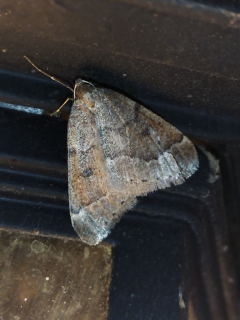 Theria rupicapraria - tavaszi kökényaraszoló