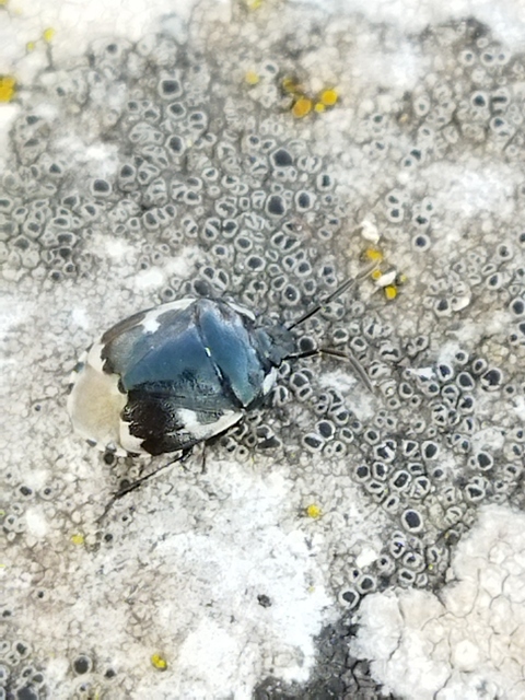 Tritomegas bicolor - foltos földipoloska