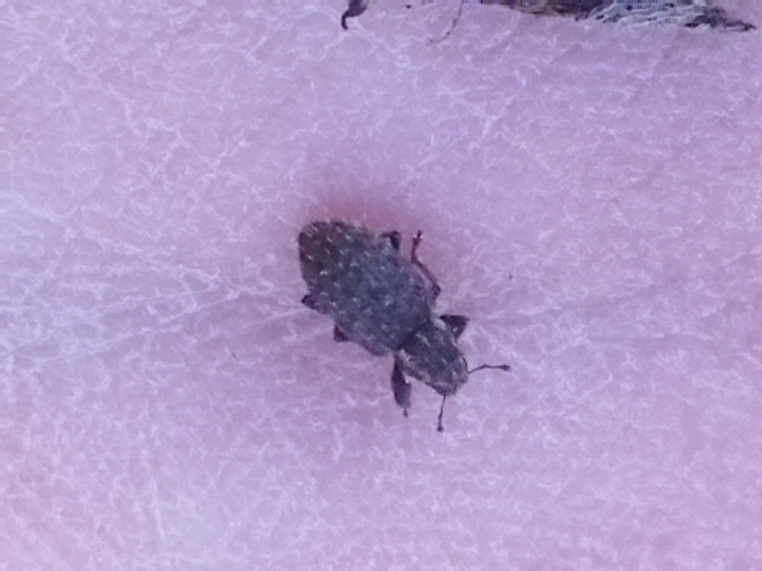 Sitona hispidulus - szőrös csipkézőbogár