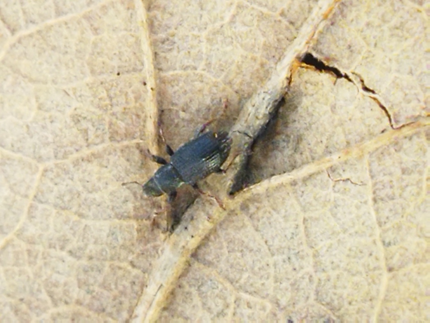 Sitona hispidulus - szőrös csipkézőbogár