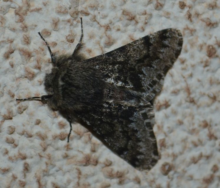 Apocheima hispidaria - borzas tavasziaraszoló