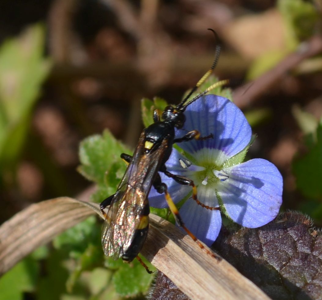 Diphyus palliatorius