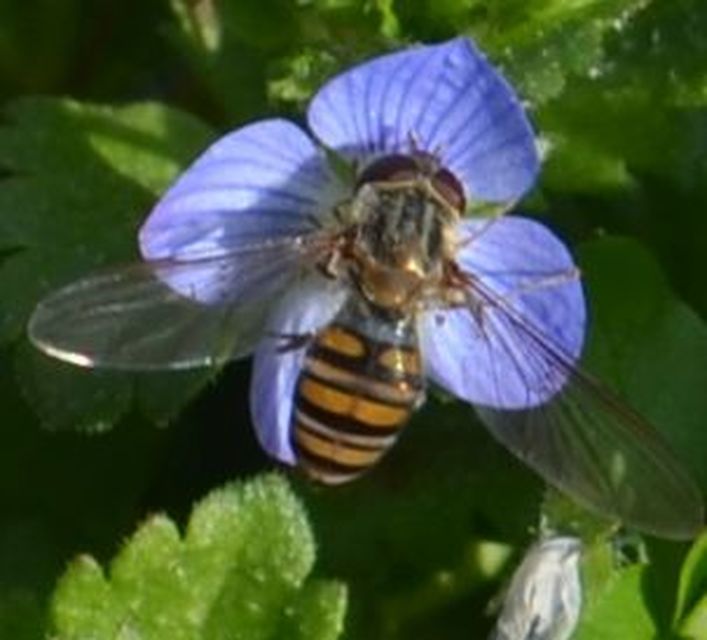 Episyrphus balteatus - ékfoltos zengőlégy