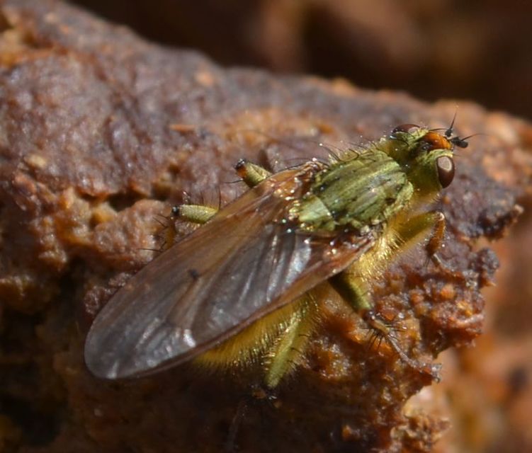 Scathophaga stercoraria - közönséges trágyalégy