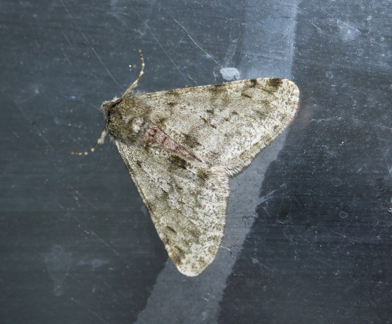 Apocheima pilosaria - zöldes tavasziaraszoló