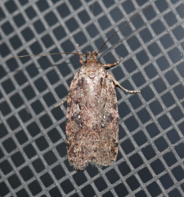 Agonopterix