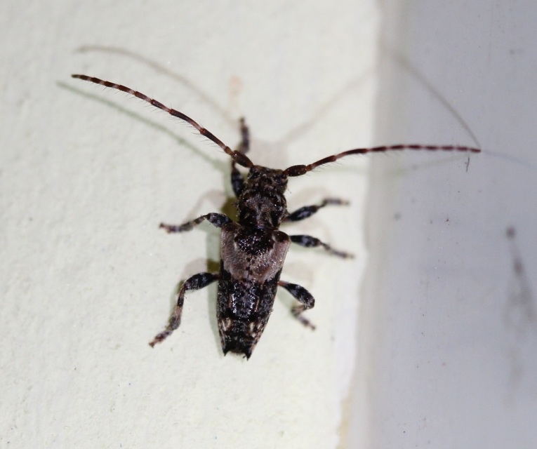 Pogonocherus hispidus - kéttövises ecsetcincér