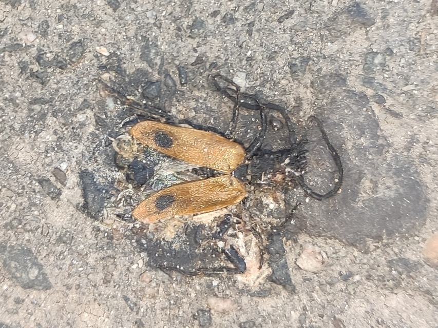 Apalus bimaculatus - kétfoltos élősdibogár