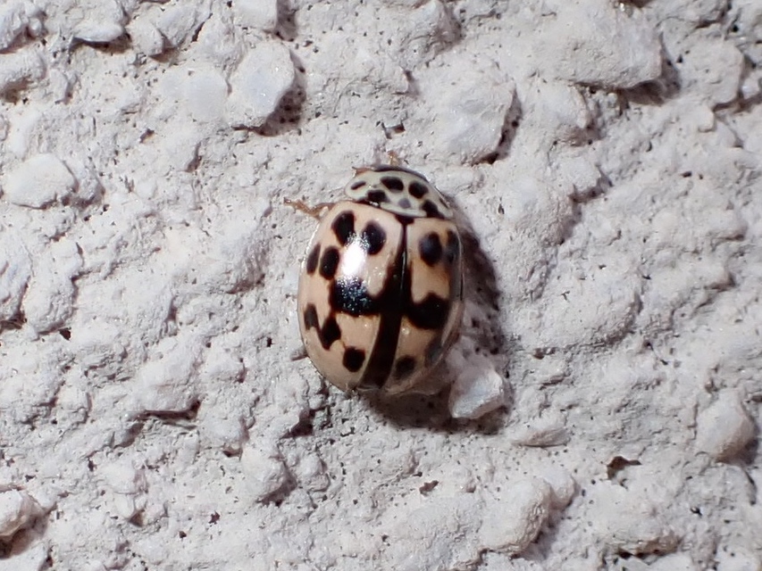 Oenopia conglobata - rózsás katica