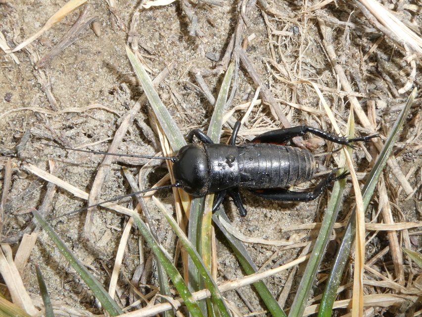 Gryllus campestris - mezei tücsök