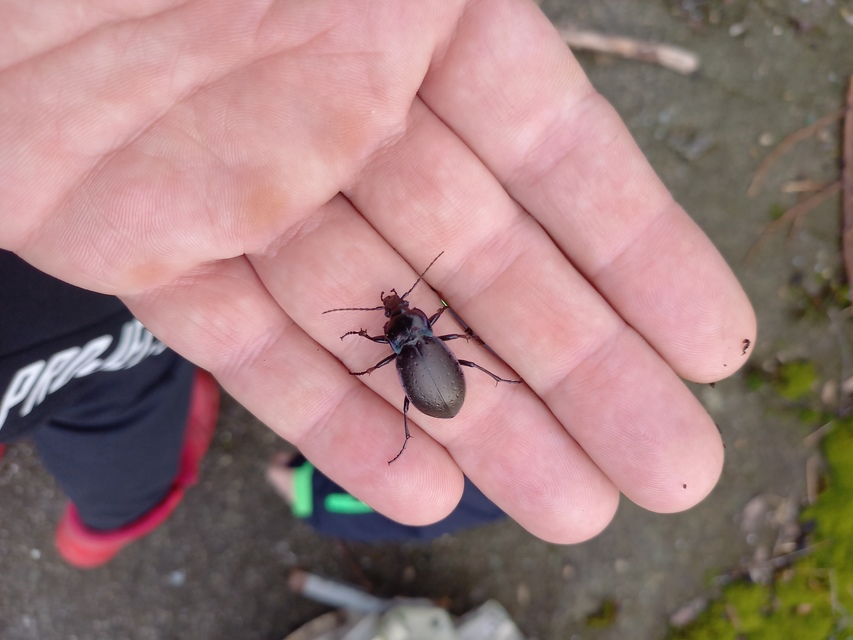 Carabus nemoralis - ligeti futrinka