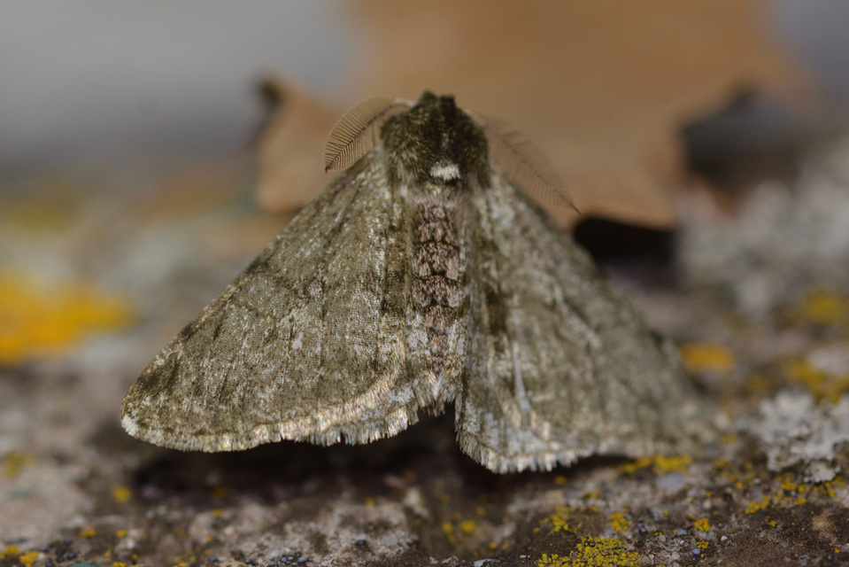 Apocheima pilosaria - zöldes tavasziaraszoló