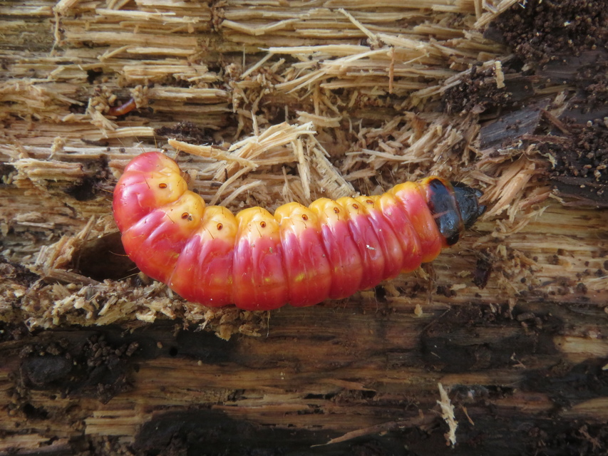 Cossus cossus - fűzfarontólepke