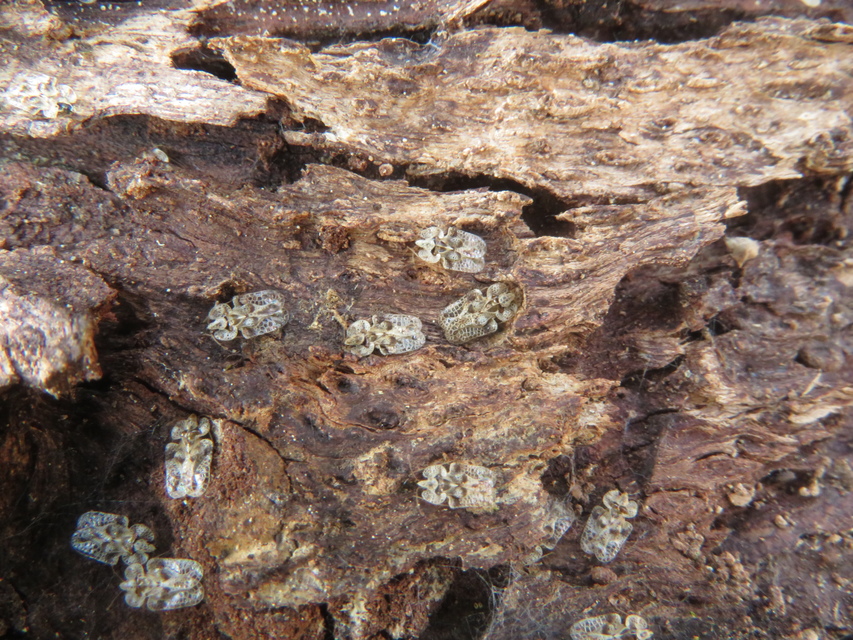 Corythucha arcuata - tölgy-csipkéspoloska