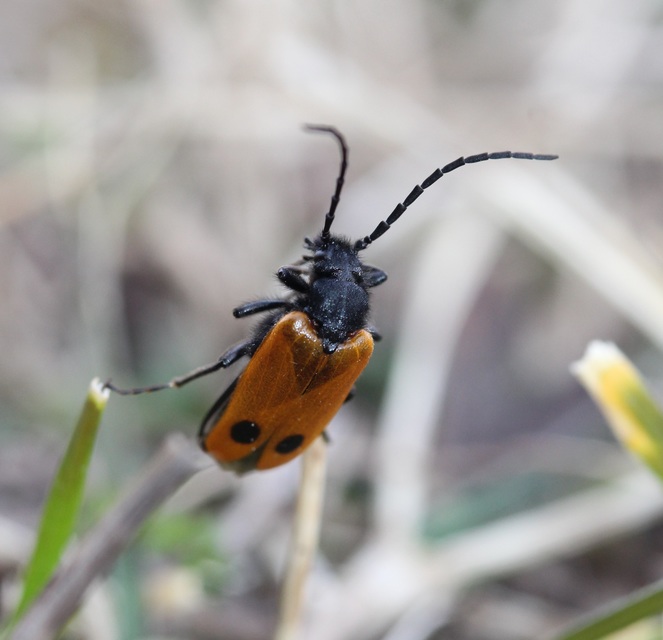 Apalus bimaculatus - kétfoltos élősdibogár