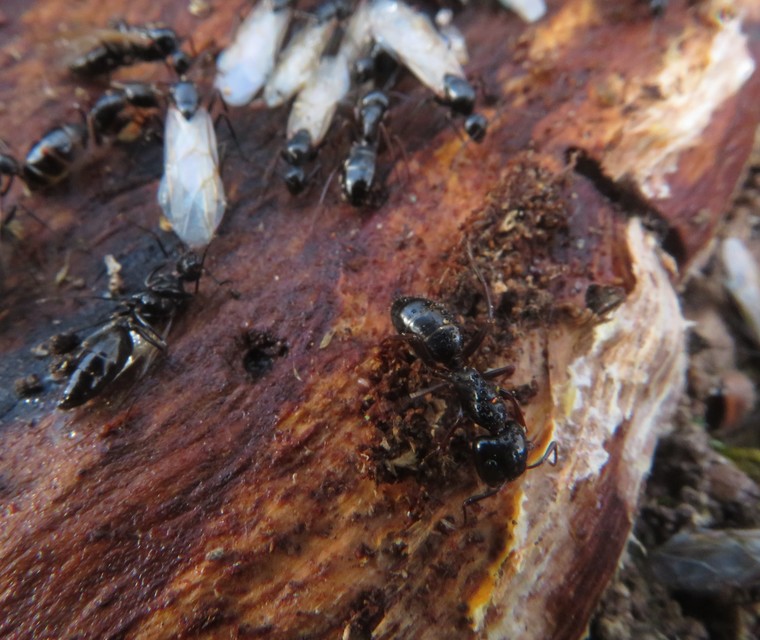 Camponotus fallax - ligeti lóhangya