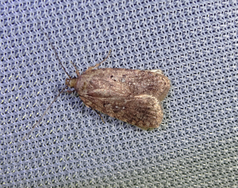 Agonopterix