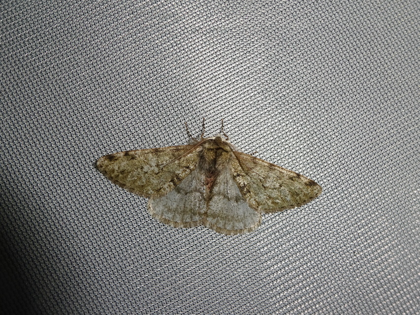 Apocheima pilosaria - zöldes tavasziaraszoló