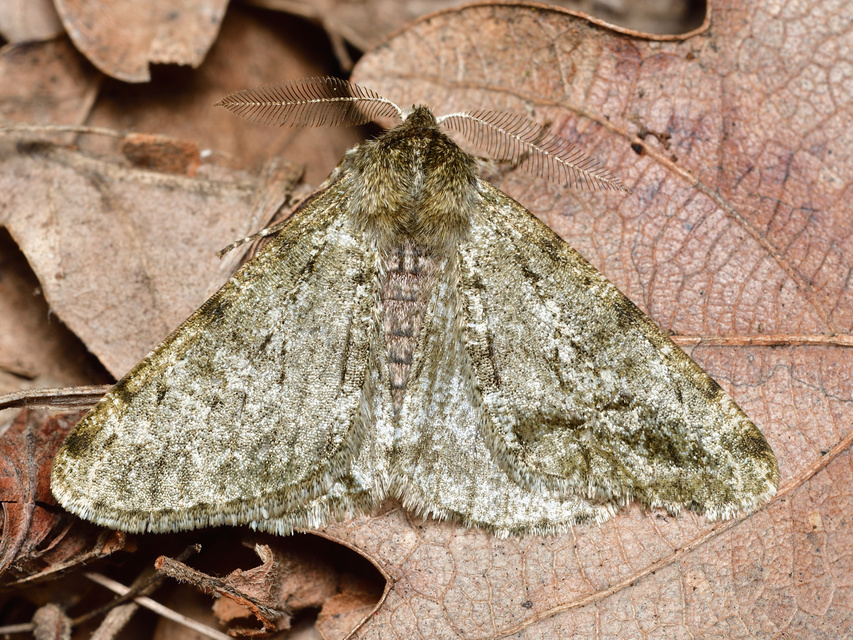 Apocheima pilosaria - zöldes tavasziaraszoló