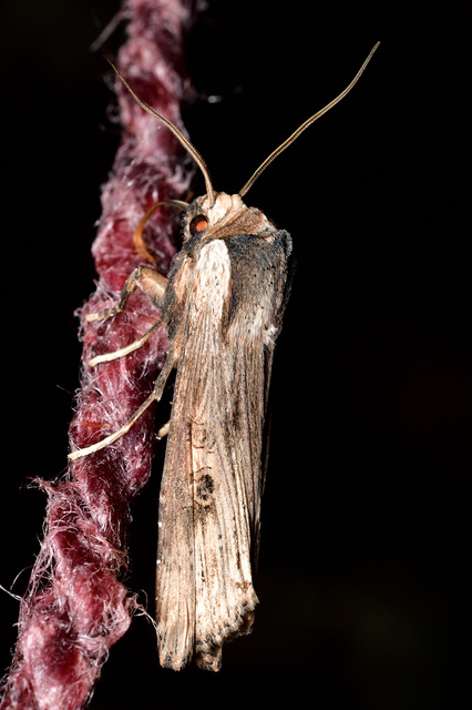 Xylena exsoleta - szürke fabagoly
