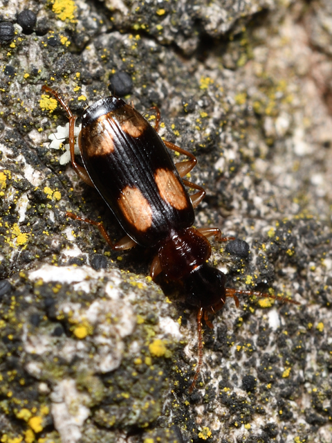 Dromius quadrimaculatus - négyfoltos kéregfutó