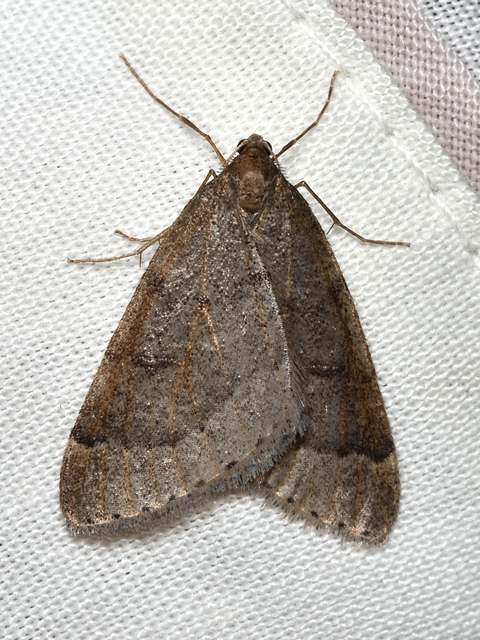 Theria rupicapraria - tavaszi kökényaraszoló