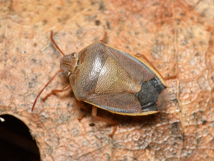 Piezodorus lituratus - bíboros címerespoloska Piezodorus lituratus - bíboros címerespoloska