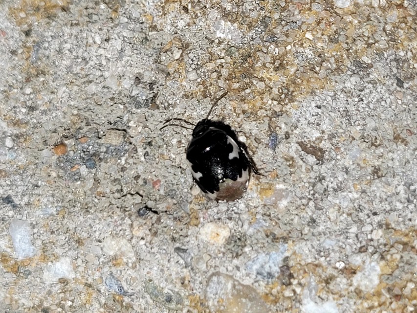 Tritomegas bicolor - foltos földipoloska