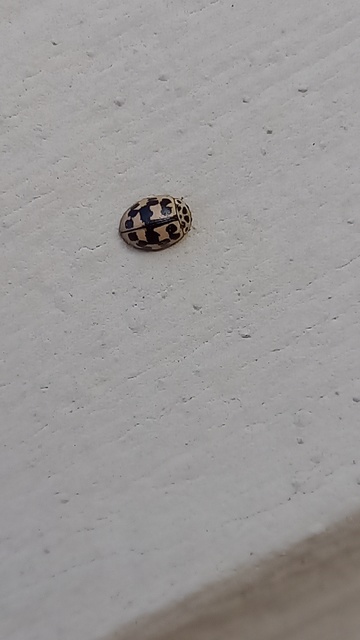 Oenopia conglobata - rózsás katica